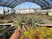 Tillandsia 'Shining Star'