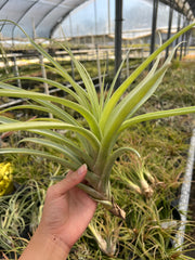Tillandsia rhodocephala