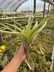 Tillandsia rhodocephala
