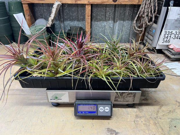 Tillandsias (Air Plants) by the Pound