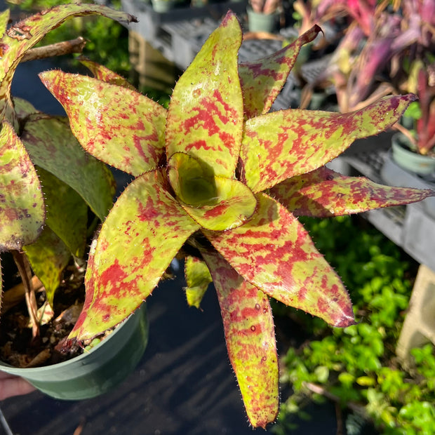 x Canmea 'Halawa'