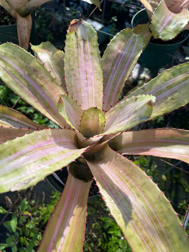 Neoregelia 'Dura Flor'