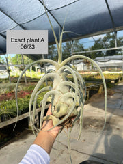 Tillandsia ehlersiana