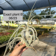 Tillandsia ehlersiana