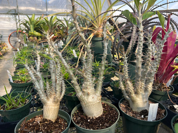 Pachypodium saundersii
