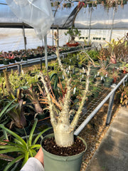 Pachypodium saundersii