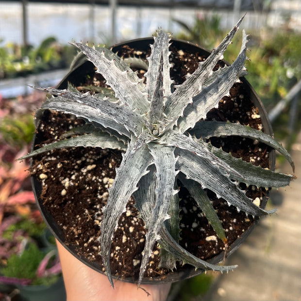 Dyckia 'White Streak'