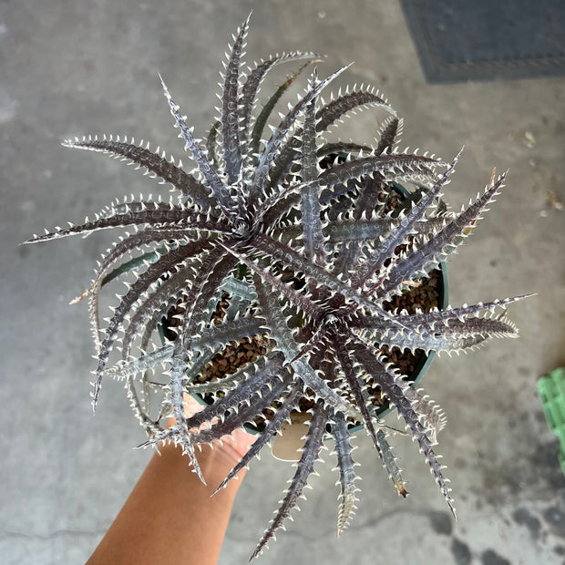 Dyckia 'Briar Patch'