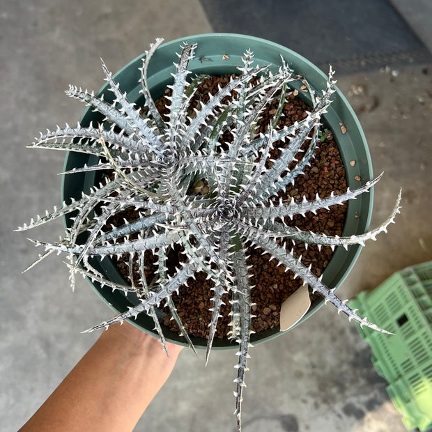 Dyckia fosteriana 'Special Spines'