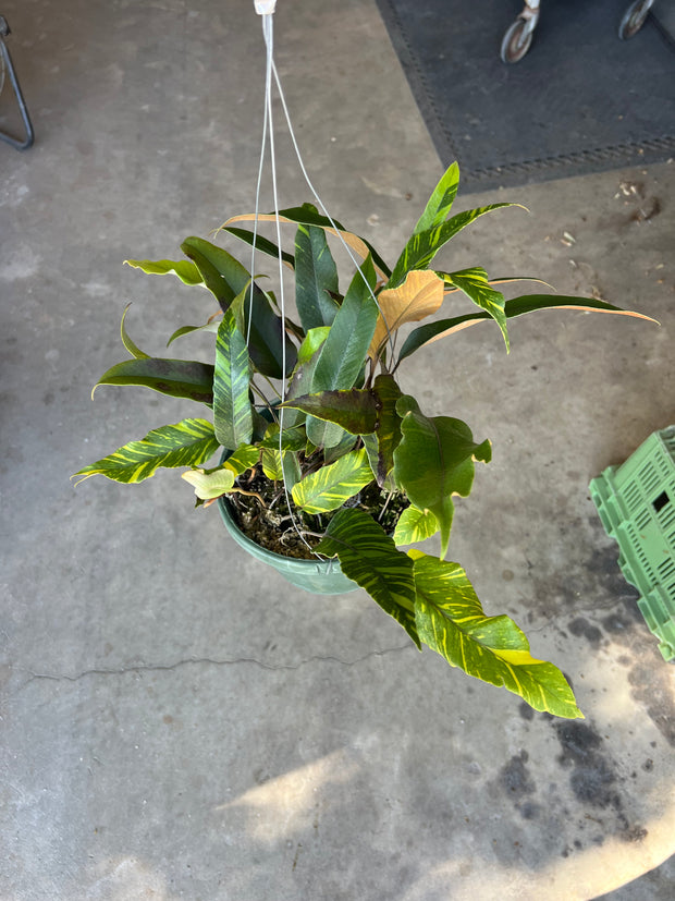 Pyrrosia lingua variegated