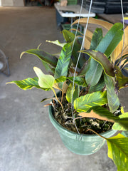 Pyrrosia lingua variegated