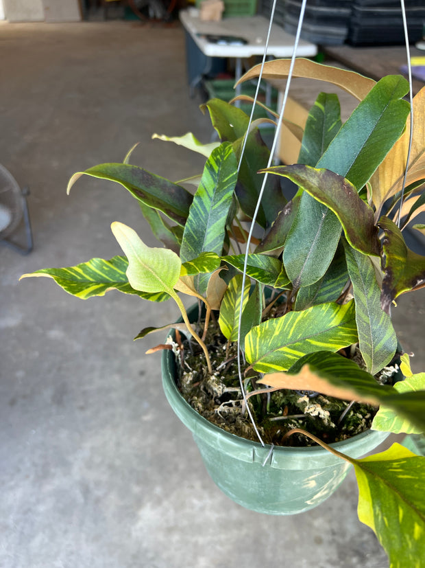 Pyrrosia lingua variegated