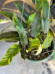Pyrrosia lingua variegated
