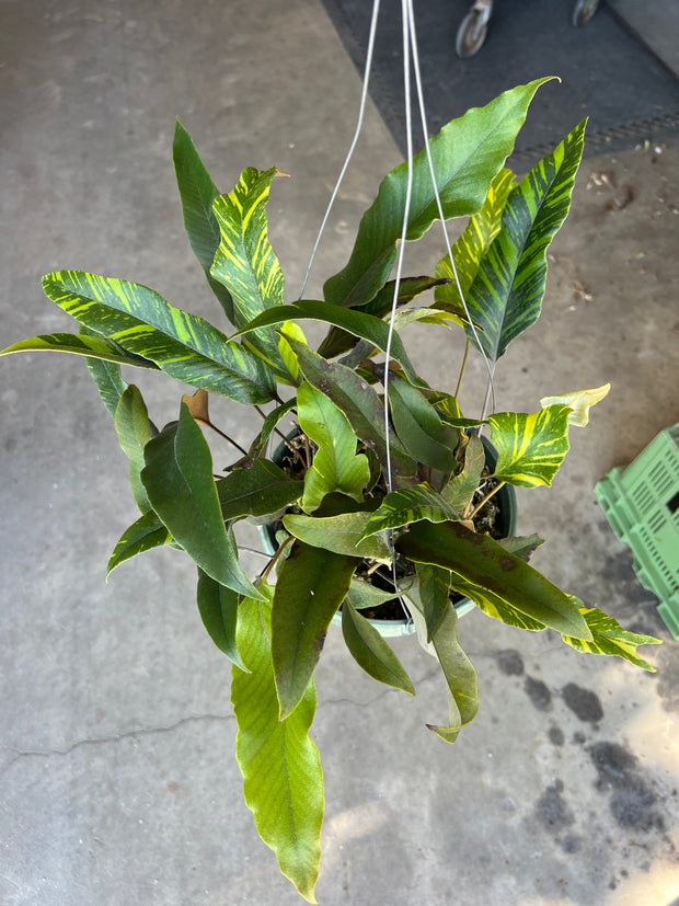 Pyrrosia lingua variegated