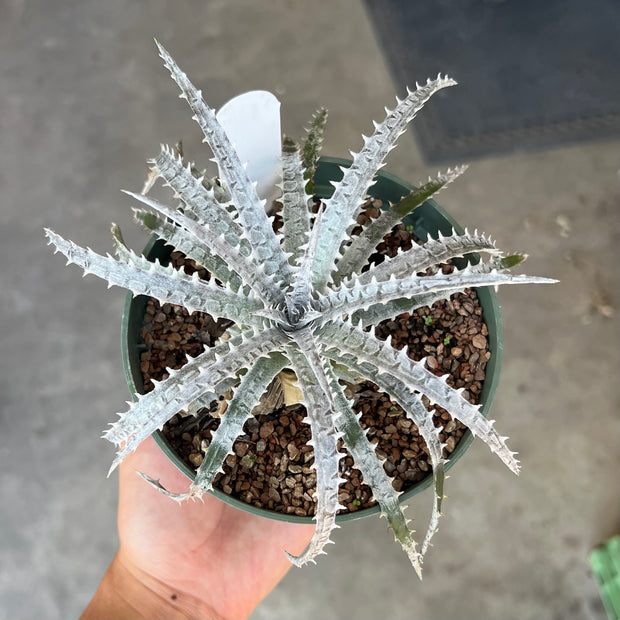 Dyckia 'Icicle'