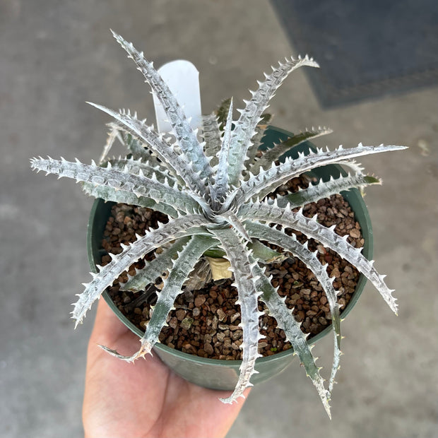 Dyckia 'Icicle'