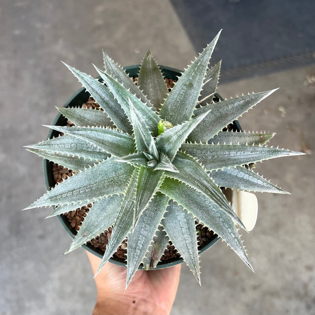 Dyckia 'Sharon Petersen'