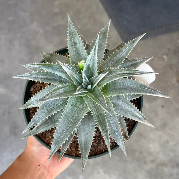 Dyckia 'Sharon Petersen'