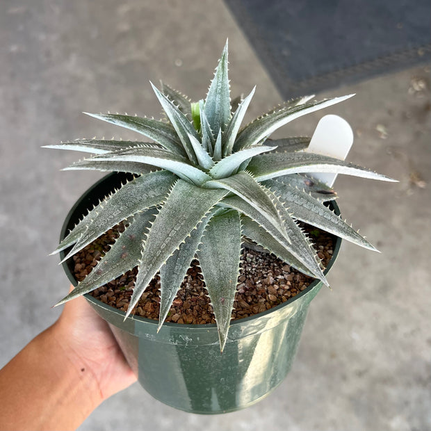 Dyckia 'Sharon Petersen'