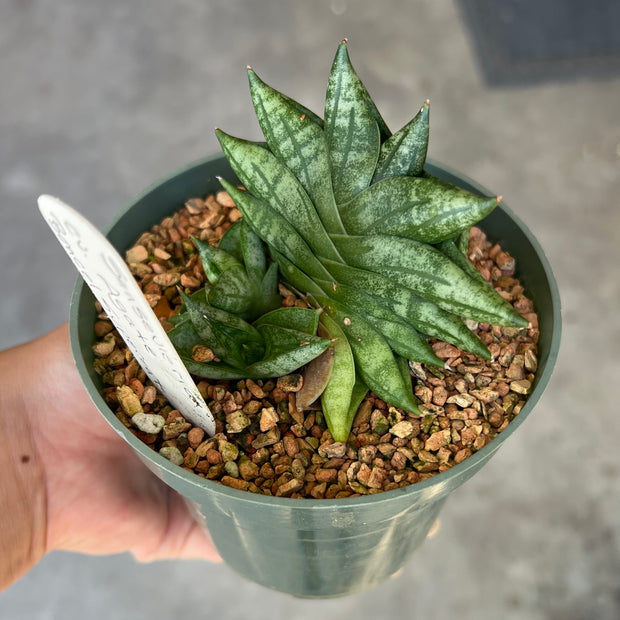 Sansevieria 'Agate'
