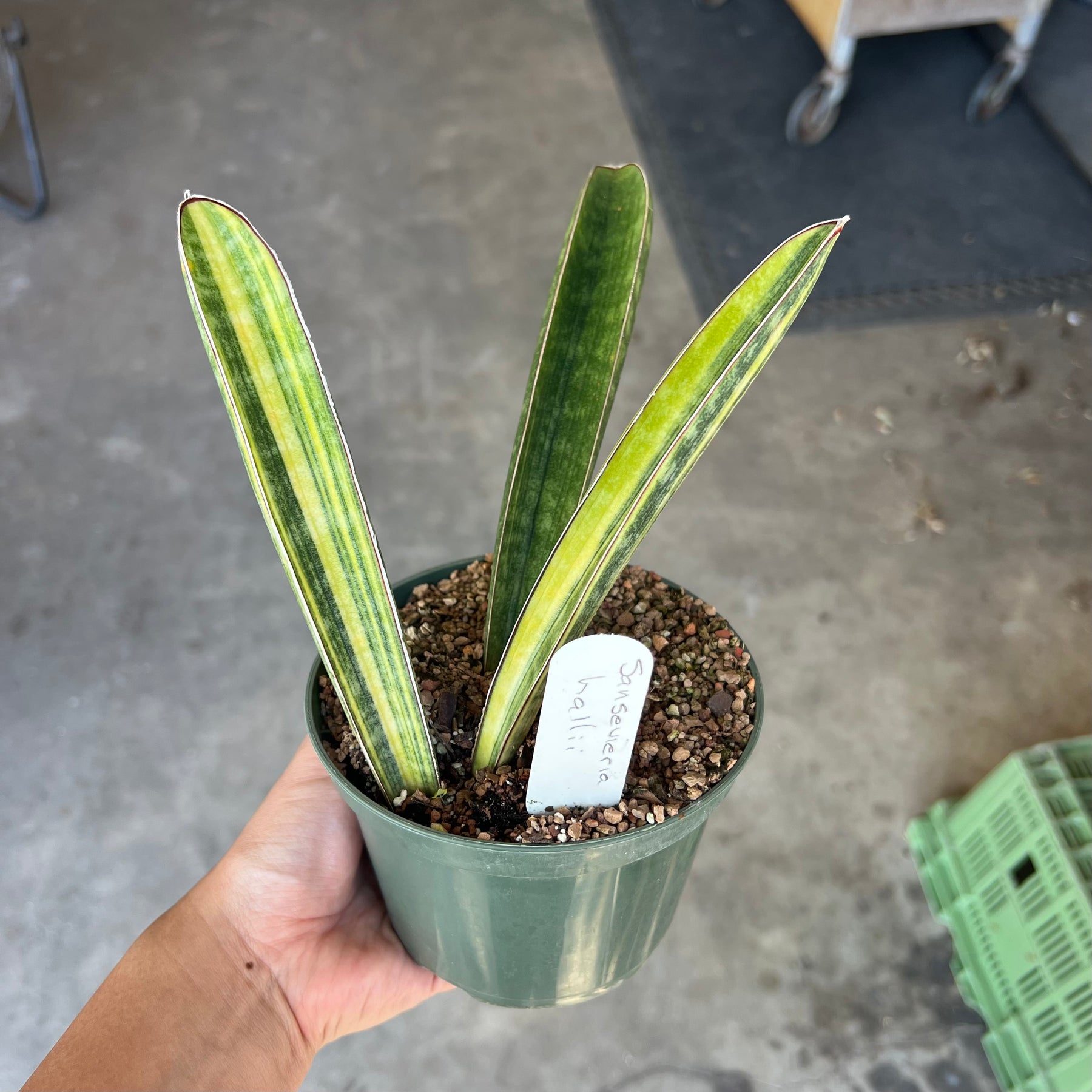 Sansevieria hallii variegated – Tropiflora