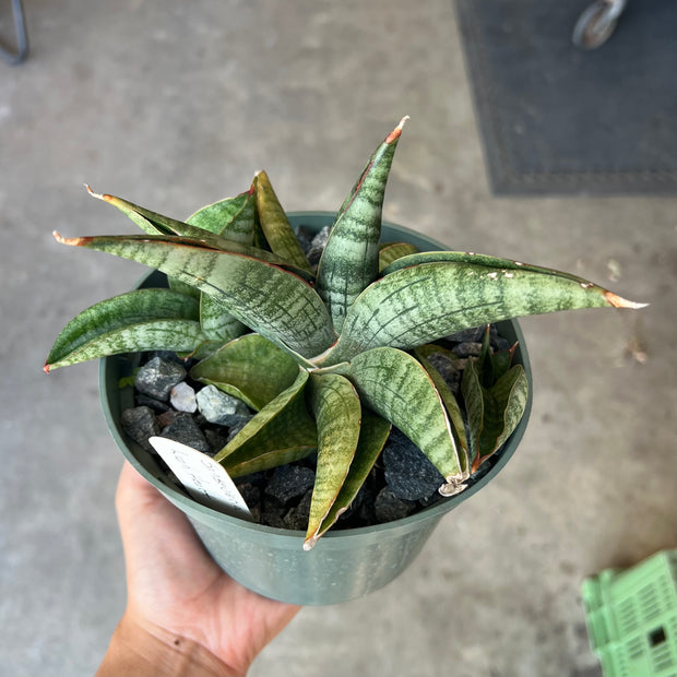 Sansevieria 'Lion Heart'