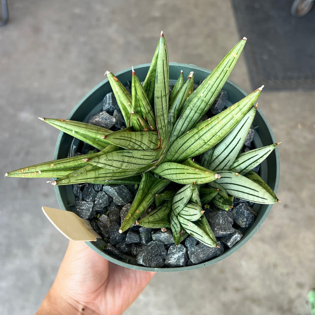 Sansevieria 'Jupiter'