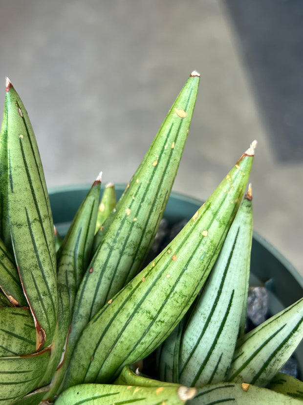 Sansevieria 'Jupiter'