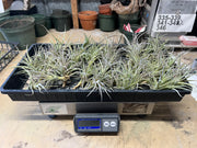 Tillandsias (Air Plants) by the Pound