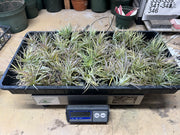 Tillandsias (Air Plants) by the Pound