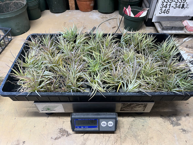 Tillandsias (Air Plants) by the Pound