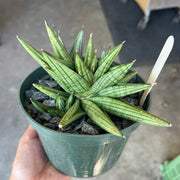 Sansevieria 'Jupiter'