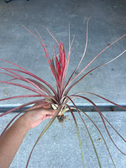 Tillandsia 'Dimmitt's Talent'