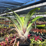 Alcantarea glaziouana