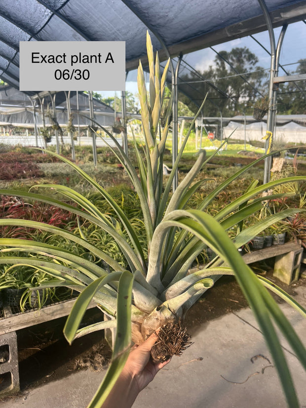 Tillandsia copanensis