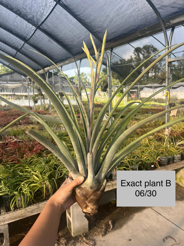 Tillandsia copanensis