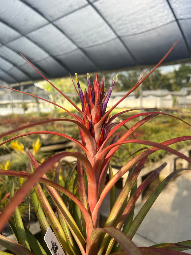 Tillandsia 'Neerdie'
