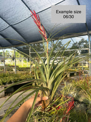 Tillandsia x smalliana 'Giant Form'