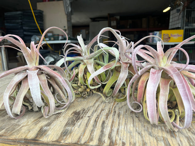 Tillandsia 'Red Robin'