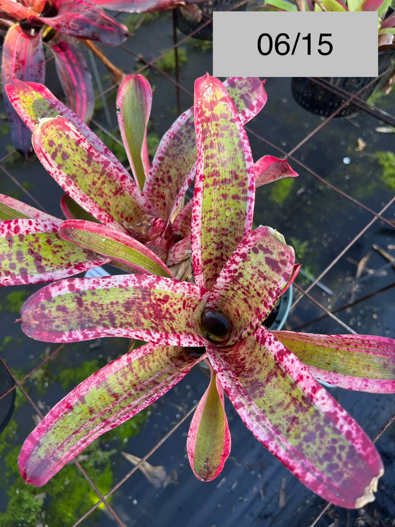 Neoregelia 'Cannon Fire' – Tropiflora