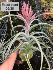 Tillandsia 'Big Daddy'