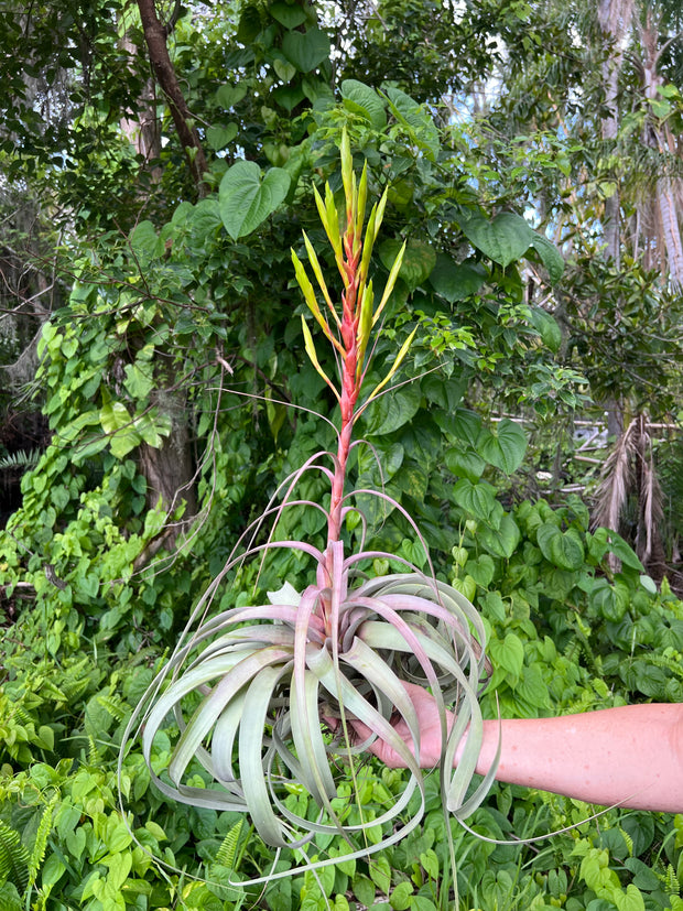 Tillandsia 'Fireworks'