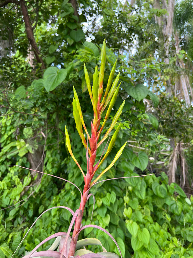 Tillandsia 'Fireworks'