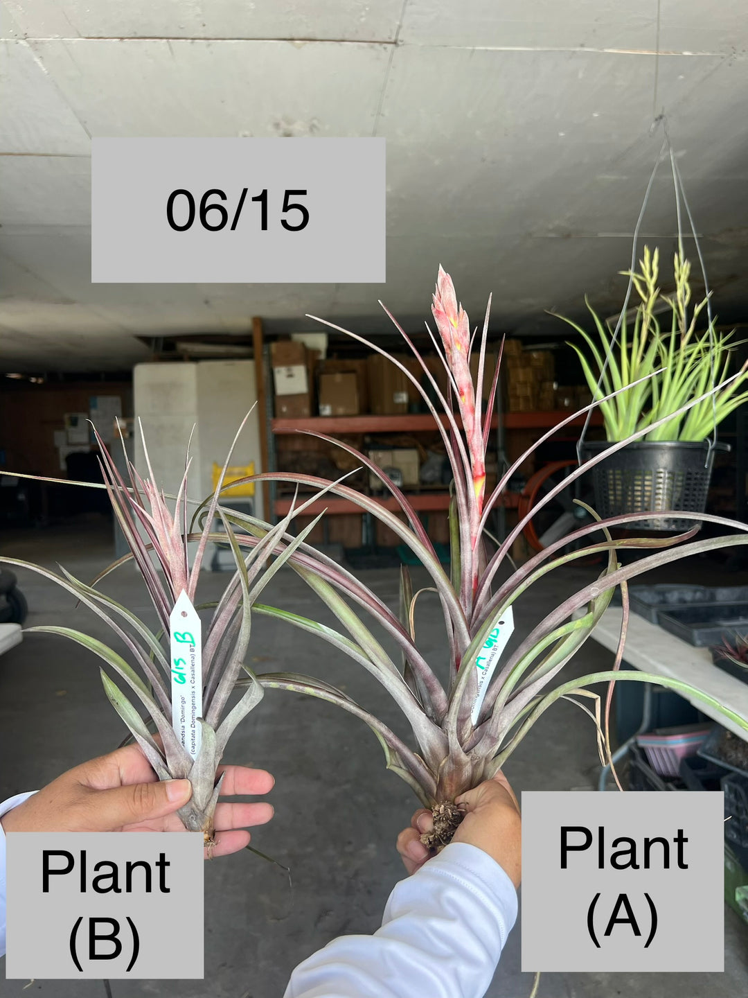 Tillandsia 'Domingo' – Tropiflora