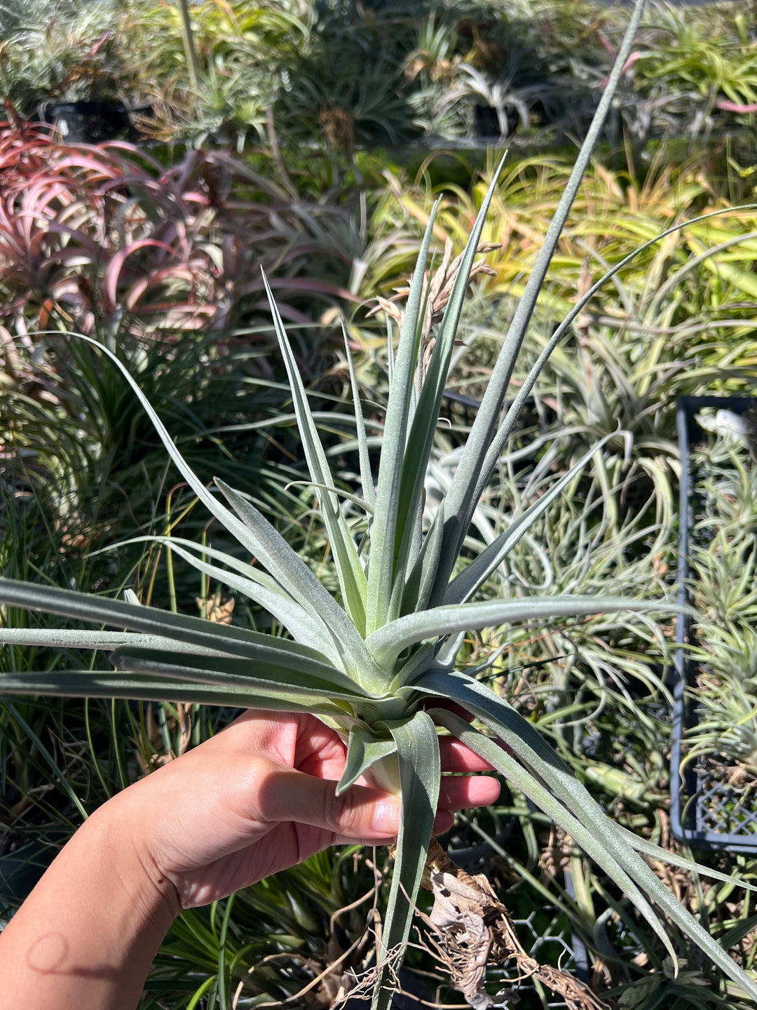 Tillandsia 'June T' – Tropiflora