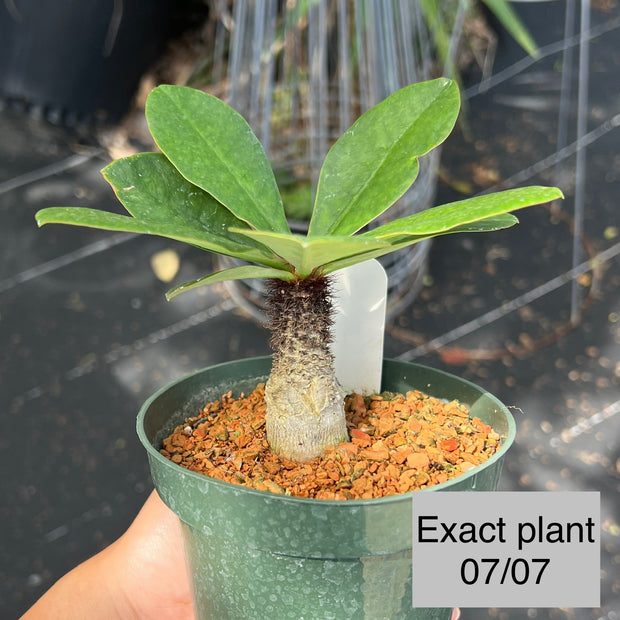 Euphorbia ramena
