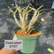 Pachypodium gracilius