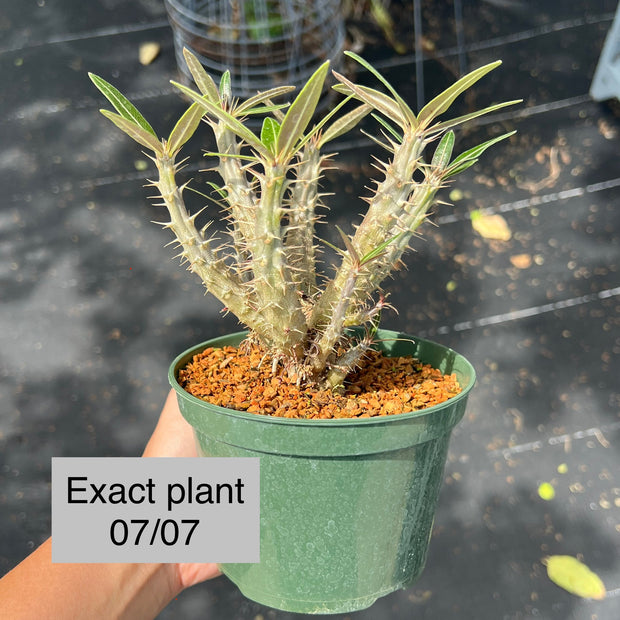 Pachypodium gracilius