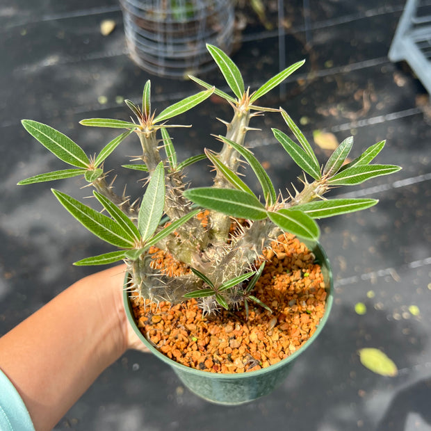 Pachypodium gracilius
