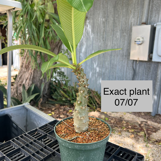 Pachypodium baronii v. baronii